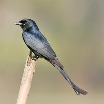 Black Drongo